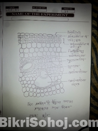 Practical Full Set Sell hobeh Science Group