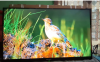 Rangs Smart Full HD TV