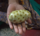 Noni Fruit