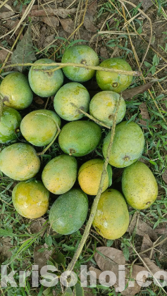 হিম সাগর আম